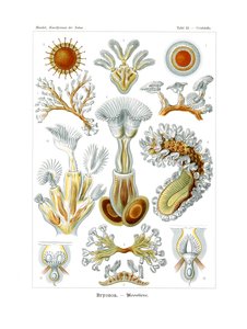 Bryozoa by German School